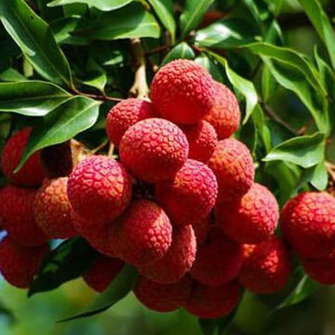 Bibit Tanaman Buah Leci Kom Dwarf Lychee Unggulan Kw Super