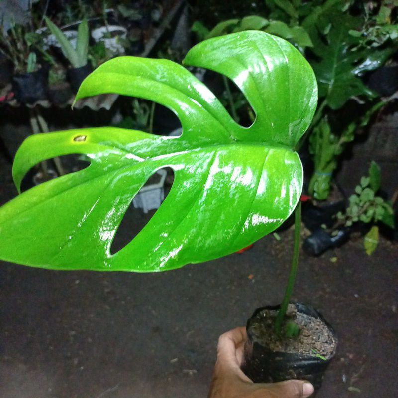 monstera Tetra sperma 1 daun