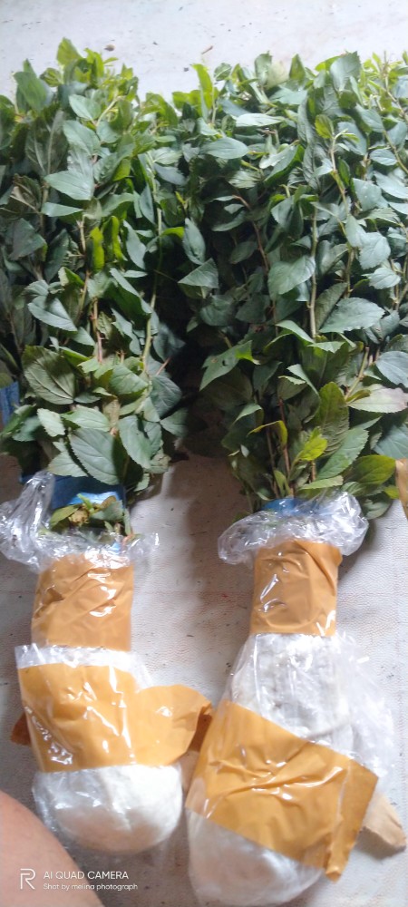 Grosir Bibit Bidara Harga Termurah Minimal Pemesanan 100 Bibit