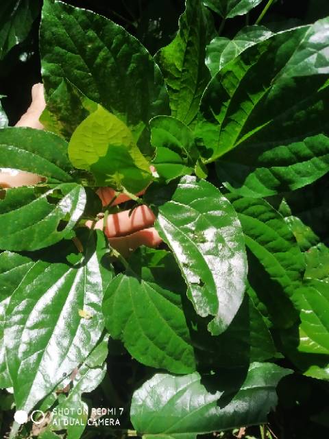 

Daun karuk atau(Piper sarmentosum) pres segar ter murah