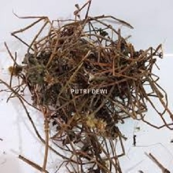

Songgo Langit Kering Asli 500 g / Daun Tanaman Songgo Langit herbal