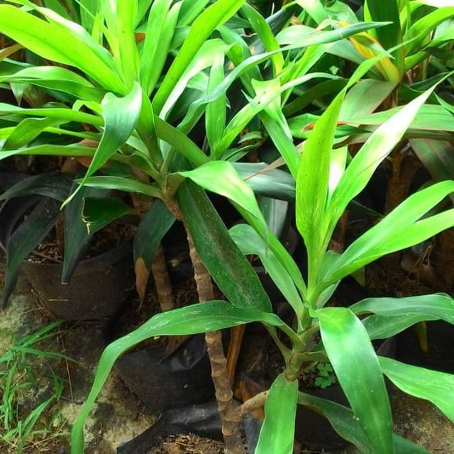 Tanaman Suji Pewarna Makanan Alami