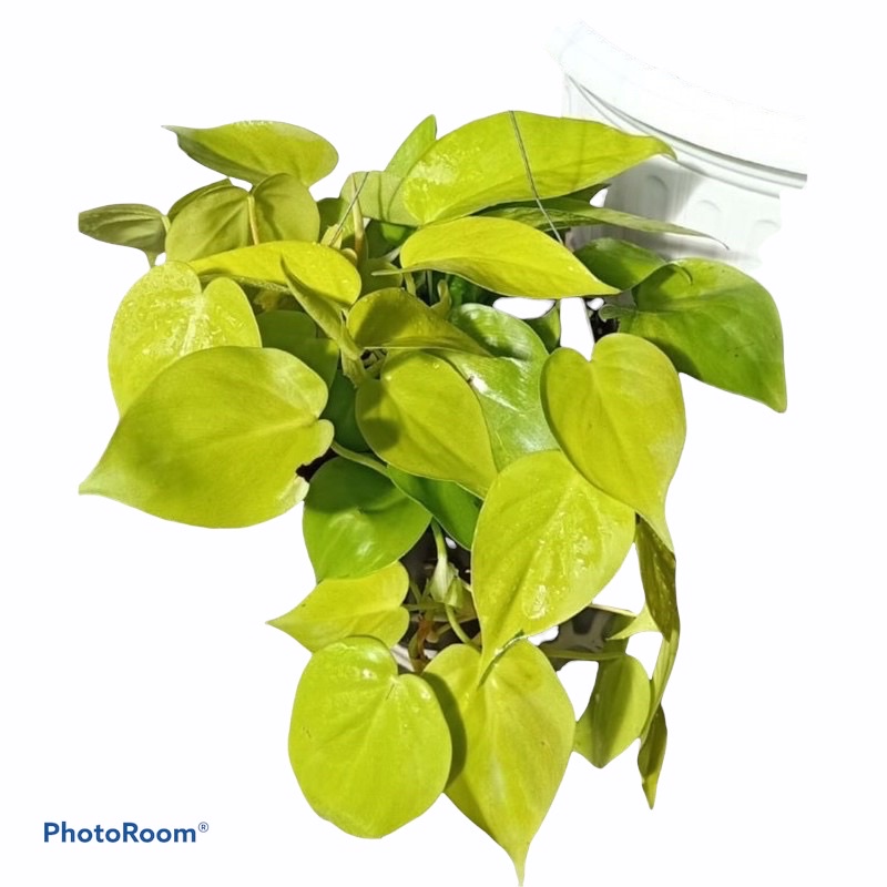 Tanaman hias hidup srigading lemon-srigading love-sirih gading lemon-tanaman hias hidup-bunga hidup(