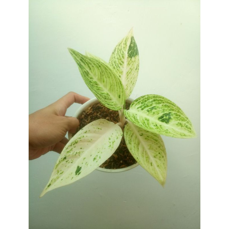 Aglonema Legacy Putih