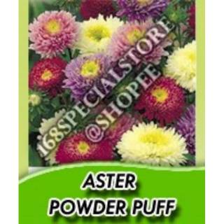 Benih Bunga  Aster  Powder  Puff  Tahan Panas Very Easy to 
