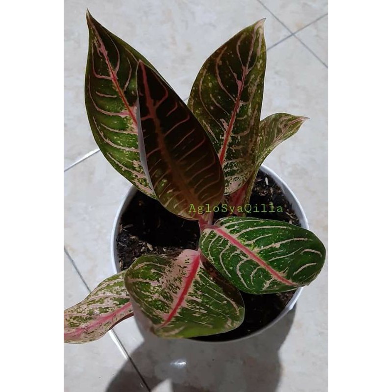 Aglonema remaja Red Post Red Sumatera