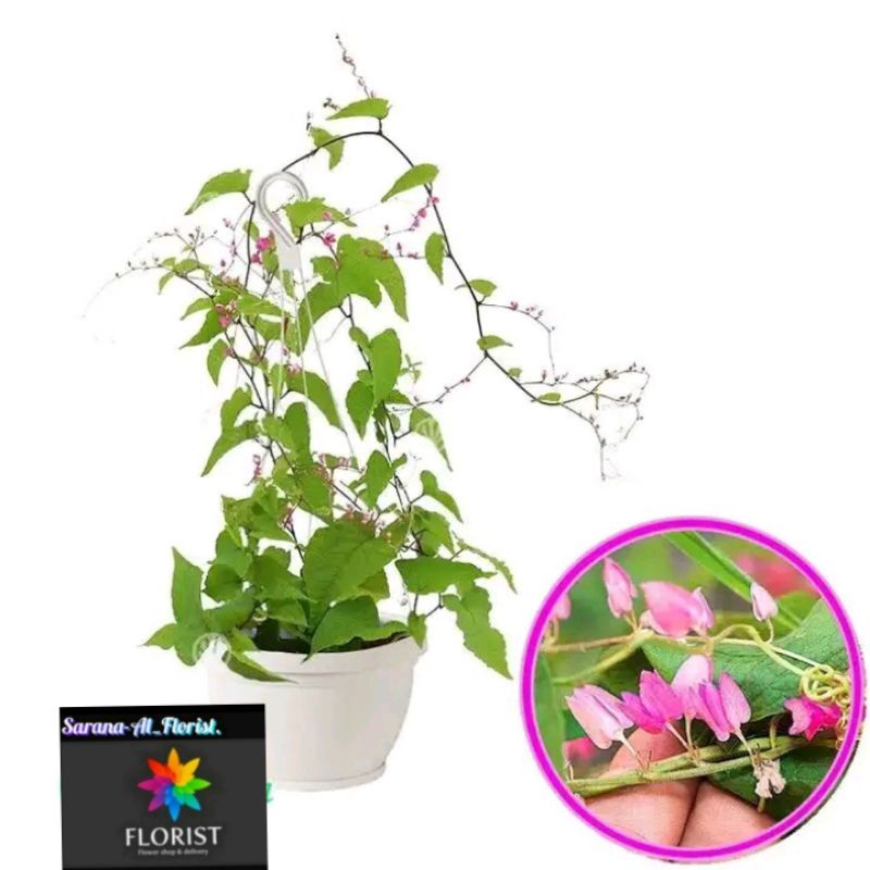 Tanaman hias air mata pengantin ping (20-30)cm