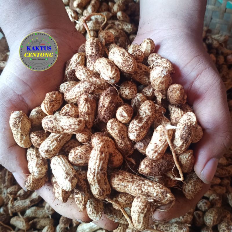

Kacang Tanah kulit Mentah 1kg