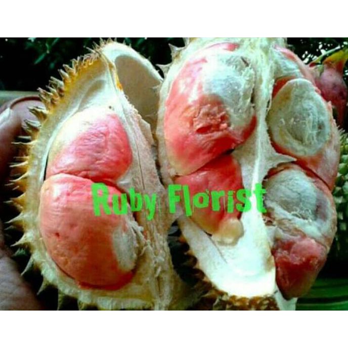 Bibit Durian Merah