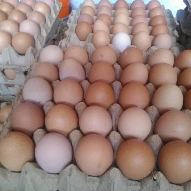  Telur ayam besar  jumbo 1 papan Shopee Indonesia