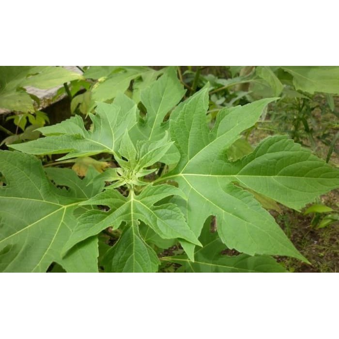 

[PROMO] Daun Insulin Segar 1 Kg Murah