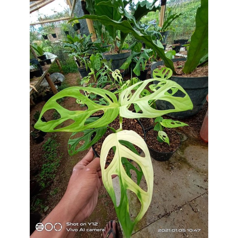 monstera adansoni Janda bolong varigata