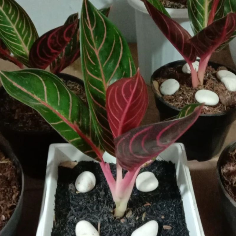 aglaonema off sumatra / red sumatra