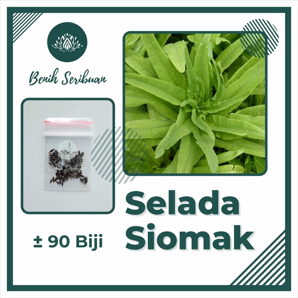 TERMURAH Benih Sayuran Bibit Sayuran Hidroponik Kangkung Bayam Kol Kubis Sayur Sawi Pakcoy Selada-SELADA SIOMAK