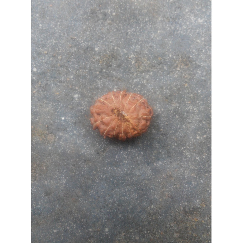 Jenitri Mukhi 12 D17.15x14 (Liontin Rudraksha Genitri Gareng12.2)
