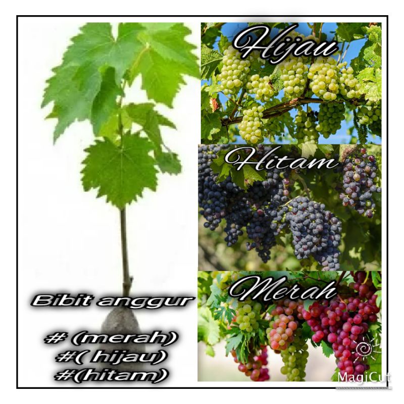 Bibit Tanaman Pohon Anggur Bibit Anggur Tanaman Anggur Buah Anggur