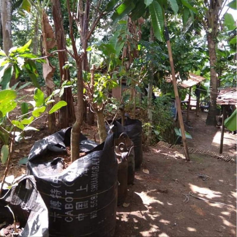 Planter bag 50 liter pot tanaman