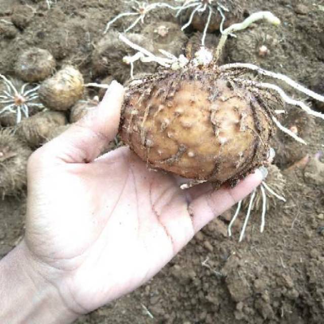 Bibit umbi porang/ konjac