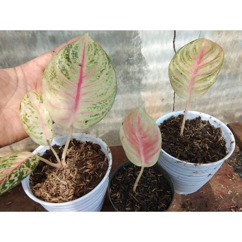 Aglonema Goliath anakan