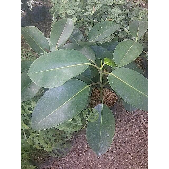 Ficus Elastica, rubber plant, pohon karet