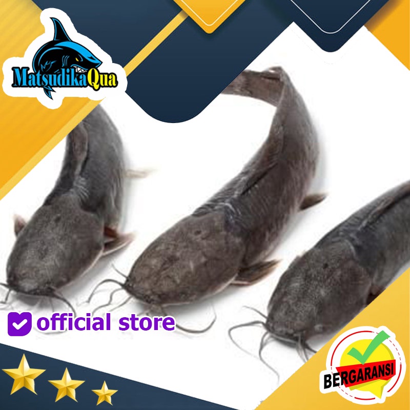 Ikan Hias Catfish Lele Sangkuriang Full Black Aquarium Aquascape Air Tawar Garansi