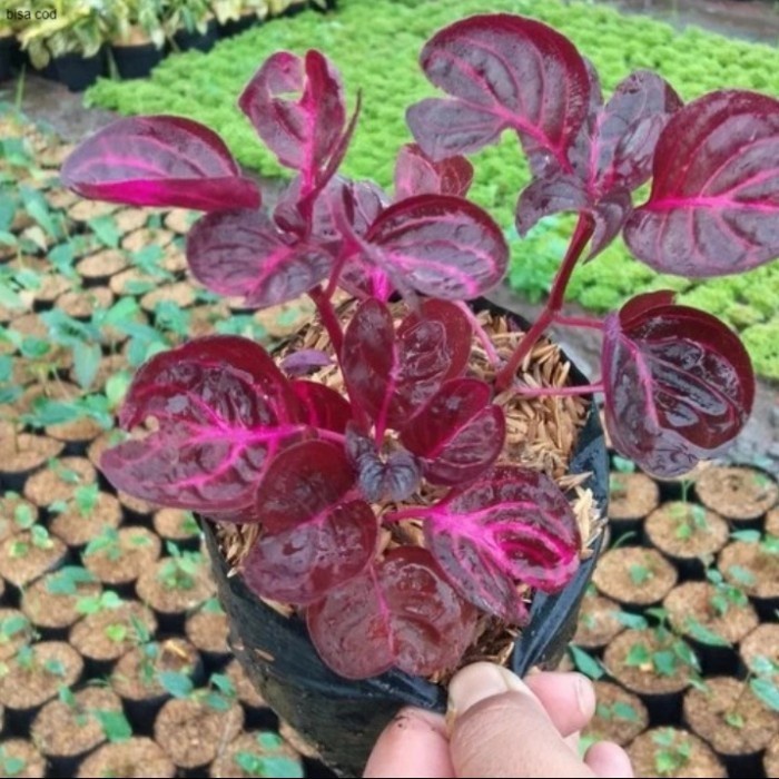 Pohon Miana Mangkok Tanaman Hias Pohon daun Miana Mangkok Daun merah