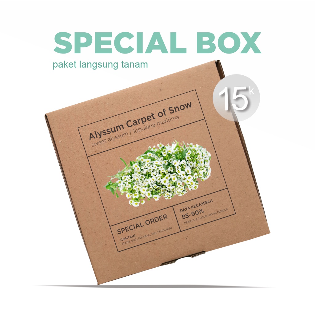 Paket Langsung Tanam - Gardening Kit - SPECIAL BOX - Benih Bunga Alyssum Carpet of Snow Sweet Alyssum Flower Seeds