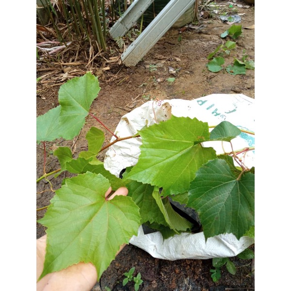 paket hemat kober 5bb