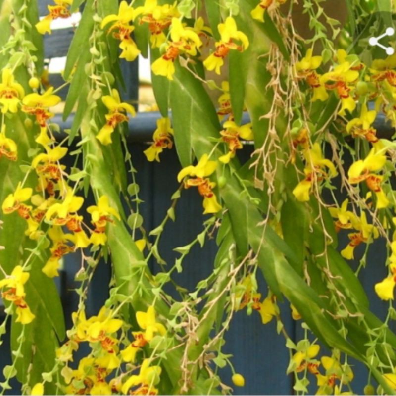 

lockhartia oetstedia - tanaman mexico