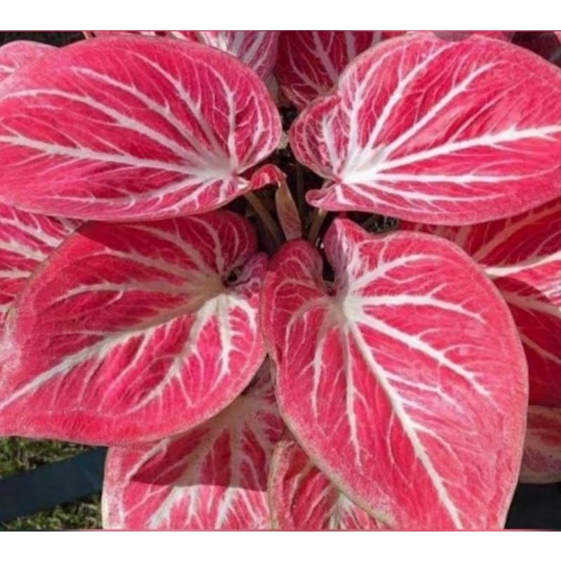 PROMO  Keladi Hias White Bone Series Thailand / Anakan Keladi White Bone Import Thailand Termurah