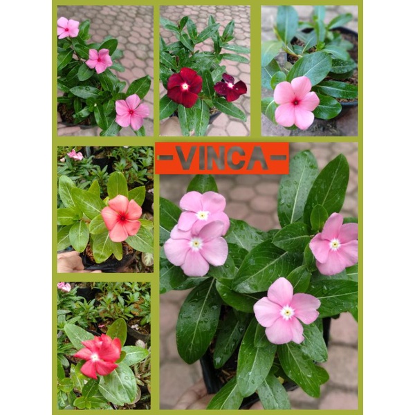 Jual Paket Plant Bunga Vinca Bunga Tapak Dara Plant Vinca Shopee