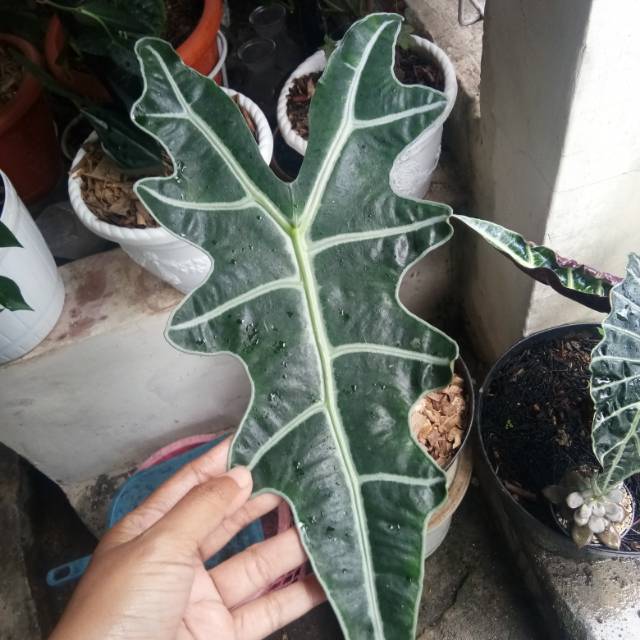Alocasia sanderiana nobilis