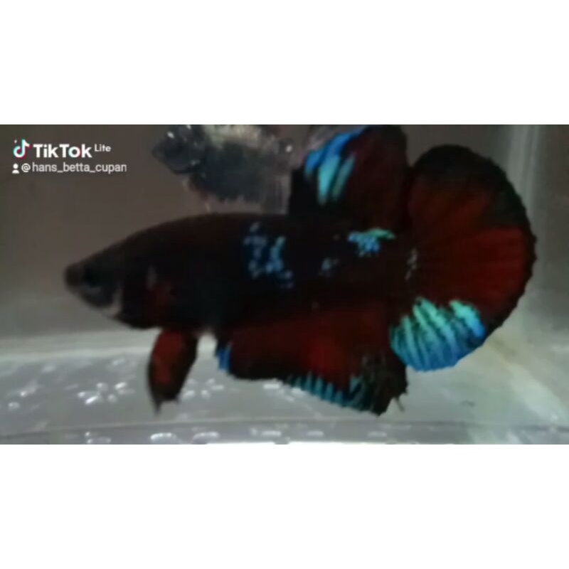 Ikan Cupang jantan Avatar Vampire Kalimaya