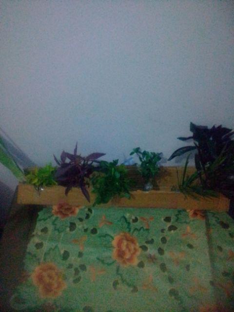 Tanaman Hias - Bibit Bunga Kacang Kuning