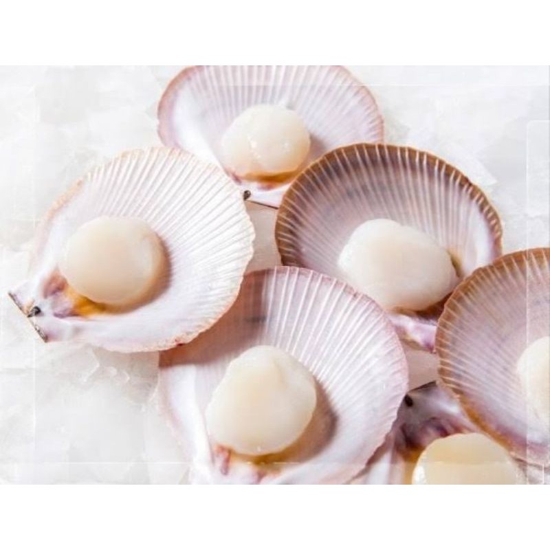 SCALLOP (KERANG SIMPING) DG CANGKANG BEKU / FROZEN HALF SHELL SCALLOP