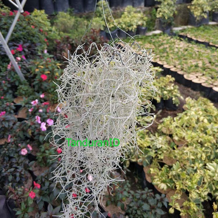 Tanaman Hias Spanish Moss