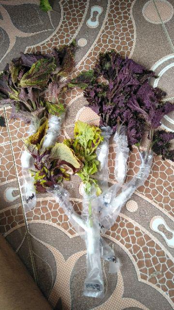 No 20 Tanaman Hias Miana/coleus/iler/jawer Kotok