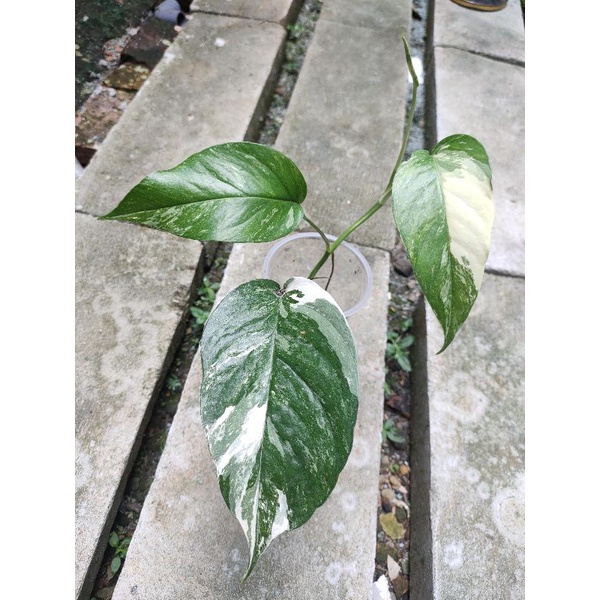 Monstera Ekor Naga Variegata - Epipremnum Pinnatum Variegata - Tanaman hias Epipremnum Pinnatum Varigata / Houseplant - 3-4 daun