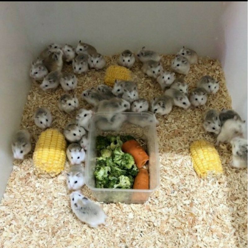 Serbuk kayu 1 karung untuk landak / hamster / hewan lainnya