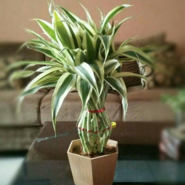 Bambu hoki bentuk guci plus pot kayu