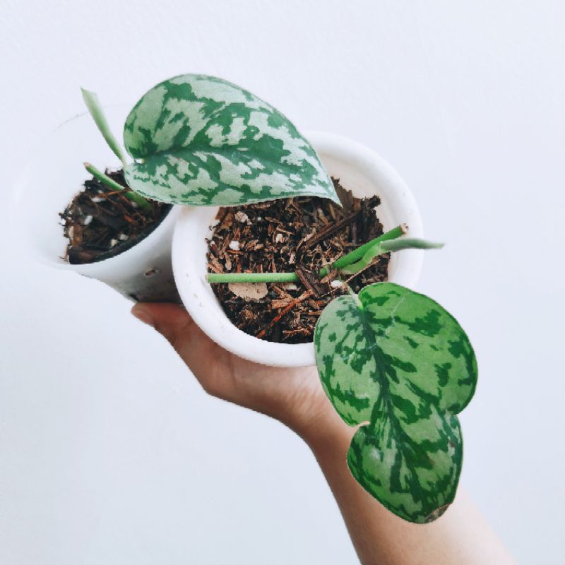 Scindapsus Silver Lady