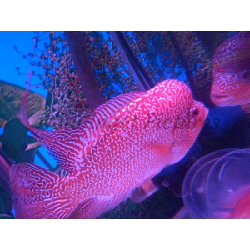 Ikan Louhan Kamfa Cincu Anak Ikan Louhan Kualitas Super Indukan Bagus