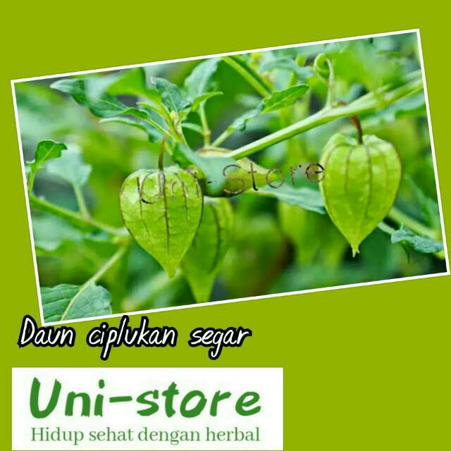 

Ciplukan Segar/ Cecenet Akar Batang Daun