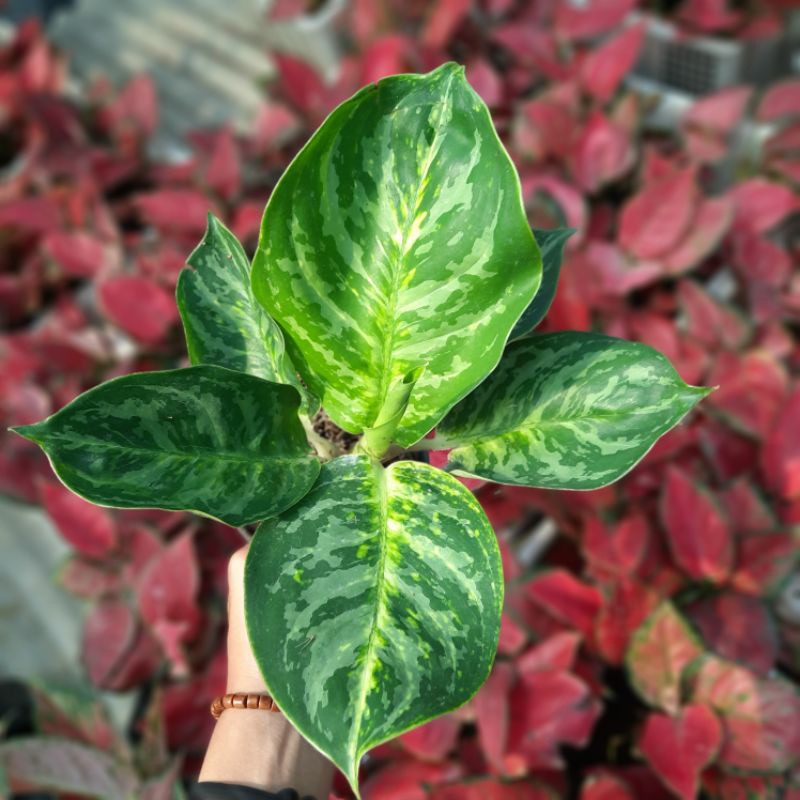 AGLONEMA GREEN COBRA / AGLAONEMA GREEN COBRA REMAJA / KOCHIN PARAMRUAI REMAJA BESAR / DUD ANJAMANI R