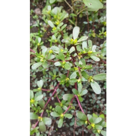 

Daun krokot segar petik langsung paket 1 kg