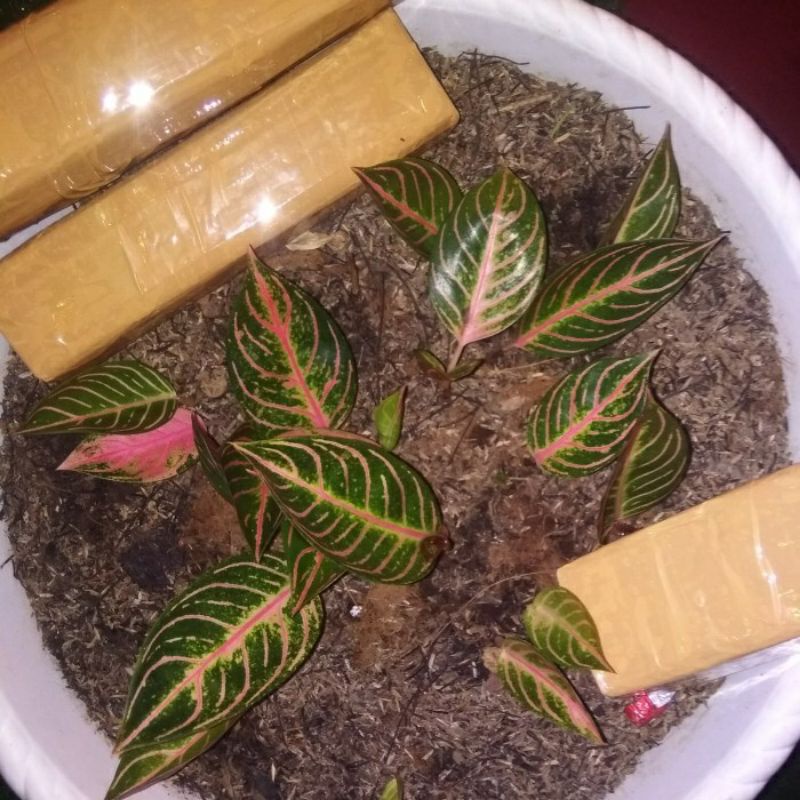 Bonggol aglonema red sumatra baby