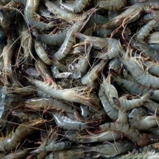 

Udang Pancet Size 50-60 Fresh 1Kg