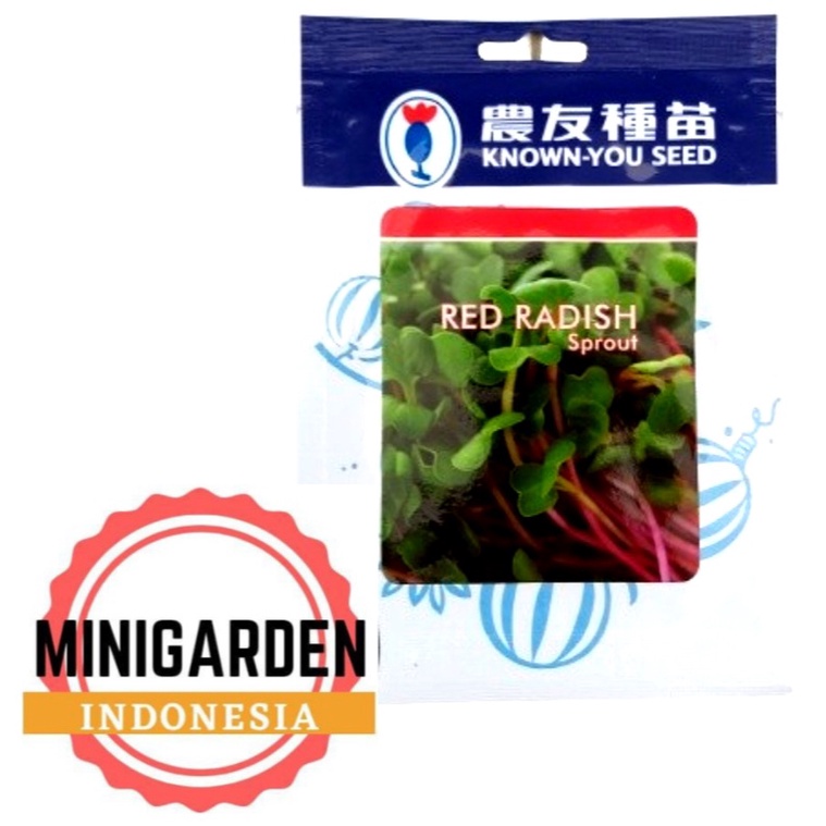 MICROGREEN RED RADISH SPROUT 250 GRAM PACK BESAR benih biji bibit red alfafa kecambah hibrida f1 known you seed