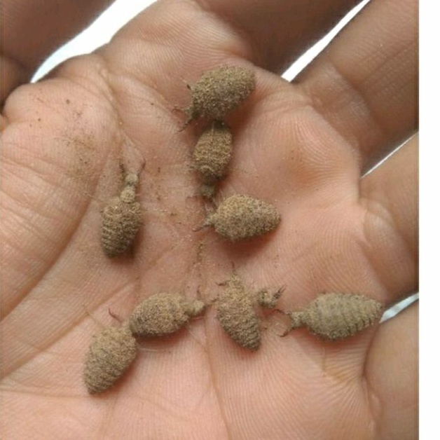 

20 biji UNDUR UNDUR HIDUP OBAT HERBAL