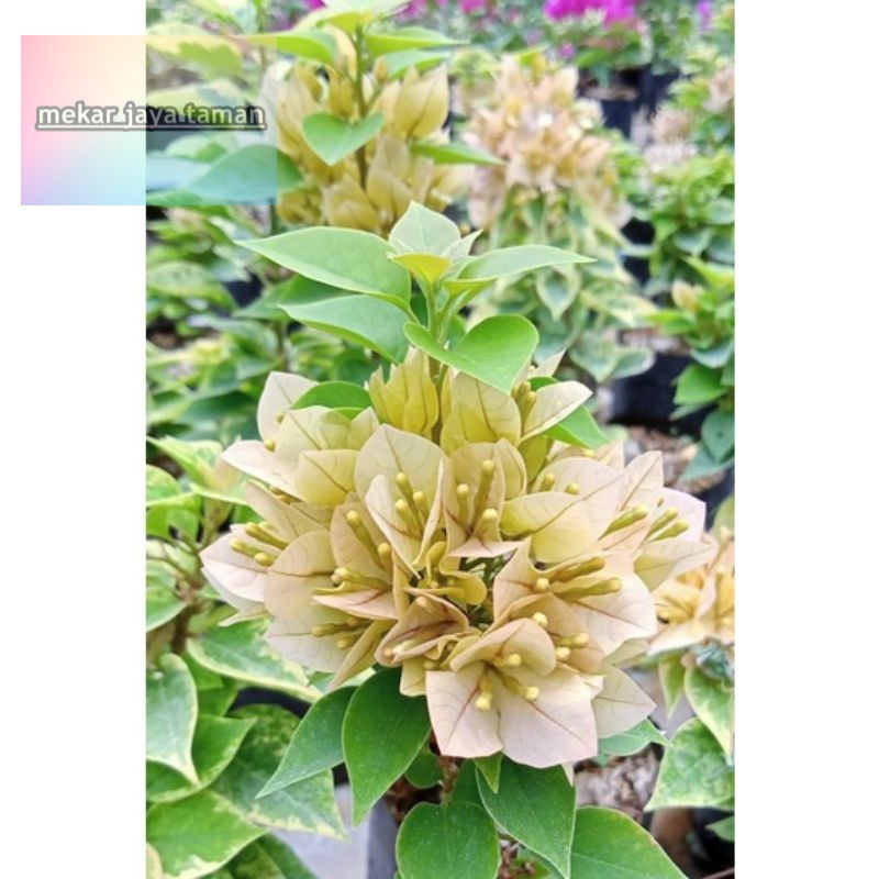 Bougenville Singapore Bunga tumpuk Kuning